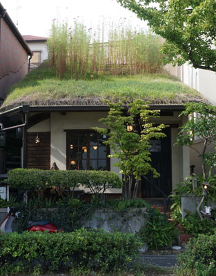#004 前田　由利さん（昭和61年 工学部卒）　「緑で涼しく！」草屋根運動をしています。　写真
