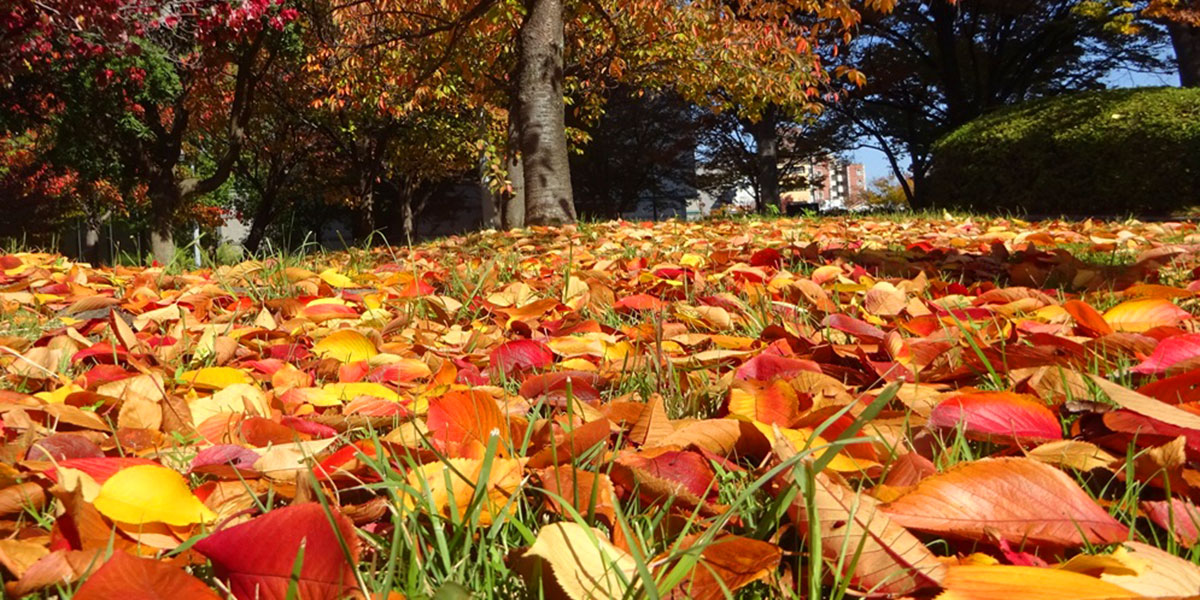 2025年12月の一枚：原口　和博さん（20期）「大阪府立中央図書館前の紅葉」