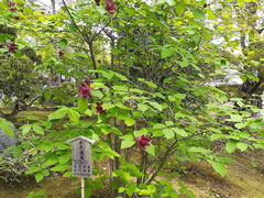�֐���w���q�G��� ��41��y�m�u�t�̗��R�ŐH�ƌ|�p���y���ށ`�V�����뉀�U��Ɛ��i�����A���c���p�قňɓ���t�ӏ܁`�v�ʐ^